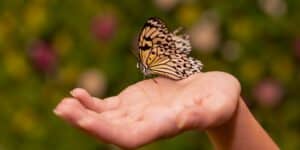Ein zarter Schmetterling landet auf einer offenen Hand – Symbol für Leichtigkeit, Vertrauen und Veränderung
