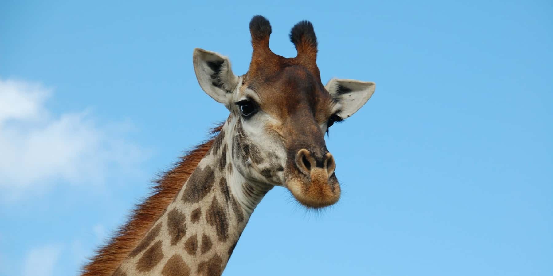 Giraffenbrot - Märkte sind Gespräche